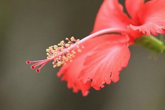 《云翻雨覆》