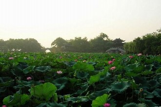 《病勤夜栋》樱花