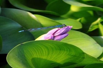 免费芒果电影院