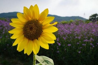 广场舞大全100首视频