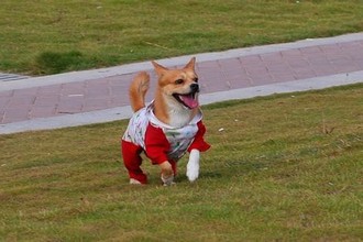 张筱雨玉门打开图片