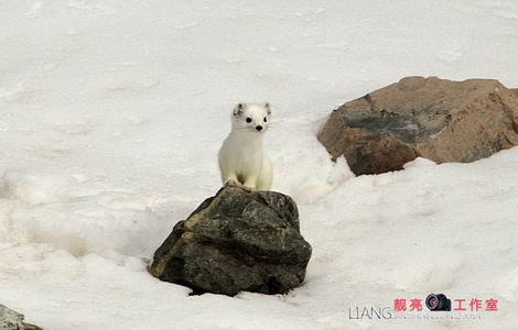 欧洲免费无线视频二三区