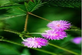 电影《苹果》未删减版