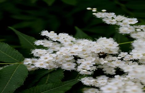 芒果免费新版在线观看