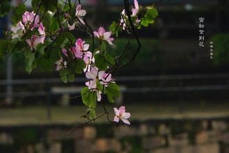 芒果回家视频网页版