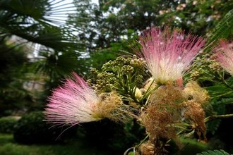 芒果天天看每日更新