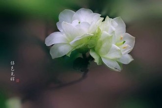 花婉莹的悲剧小说