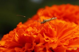 青苹果万利达高清影视